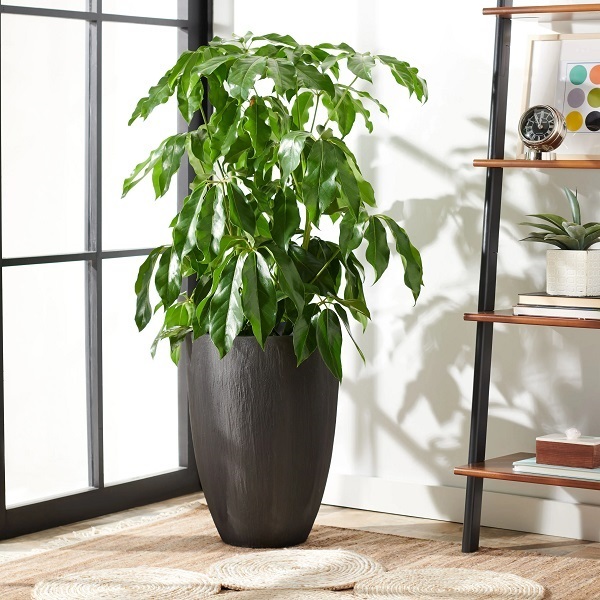 Plant Buckets – Top Ten New Leaf Baskets Planters in Black Stained Palm