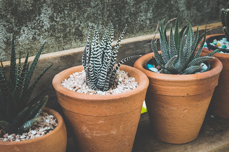 Pots