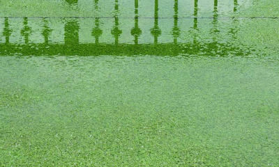 Does Rain Damage Artificial Grass?