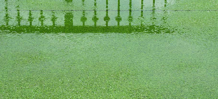 Rain Damage Artificial Grass